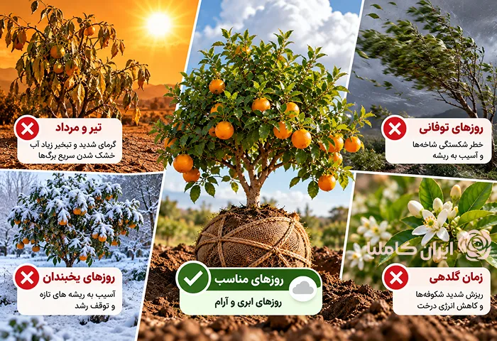 بهترین زمان جابجایی درخت پرتقال