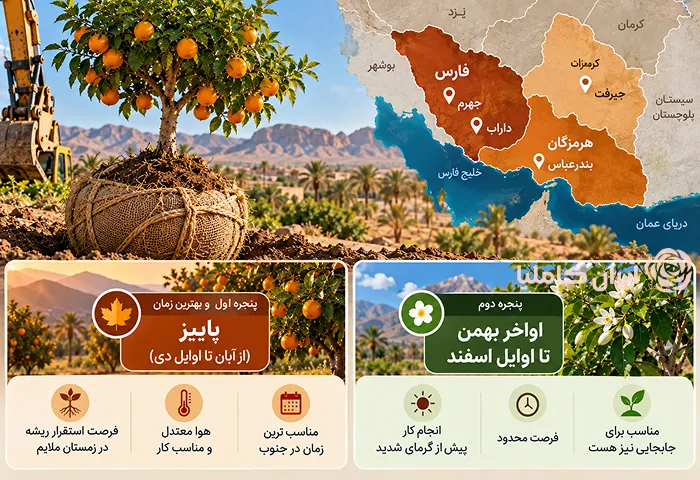 بهترین زمان جابجایی درخت پرتقال