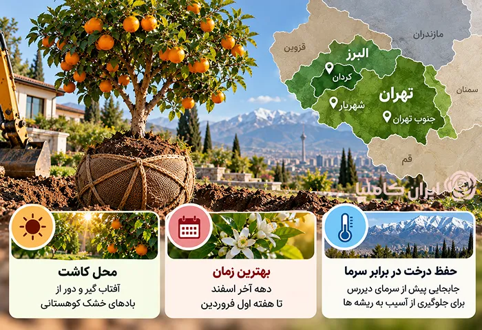 بهترین زمان جابجایی درخت پرتقال