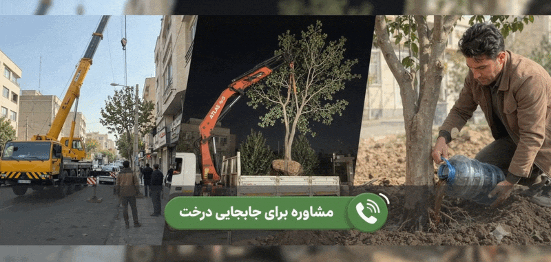 ایران کاملیا