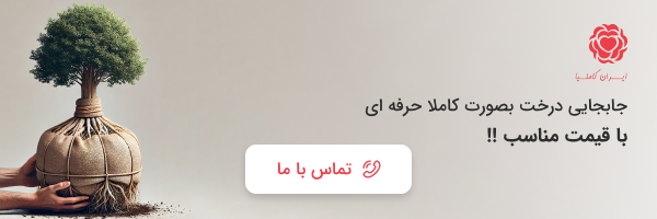 ایران کاملیا