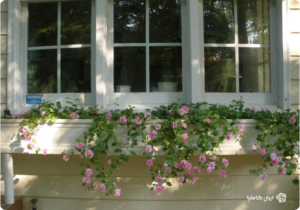 فلاورباکس فایبرگلاس 