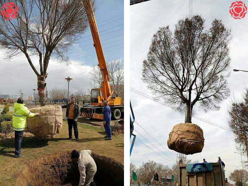 هزینه جابجایی درخت