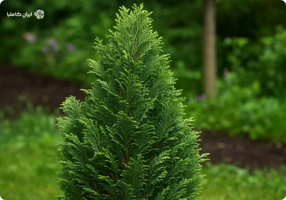 زمان جابجایی کاج کامیس