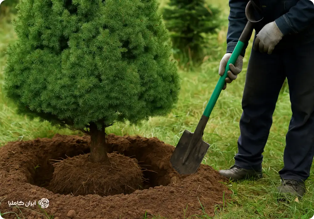 بهترین زمان جابجایی درخت کاج